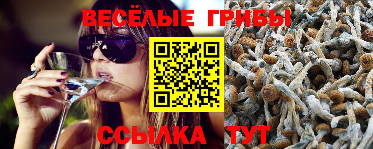 купить наркотик  Псилоцибиновые грибы ЛСД  Вход с VPN  Избербаш 